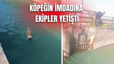 SU KANALINA D&Uuml;ŞEN K&Ouml;PEĞİ EKİPLER KURTARDI