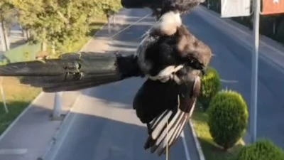 DİREKTE İPLERE DOLANAN KUŞU İTFAİYE KURTARDI