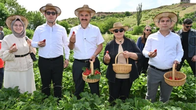 SASON ÇİLEĞİNİN HASADI BAŞLADI