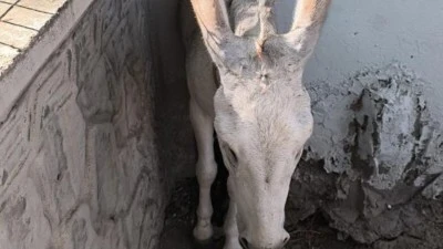 İKİ DUVAR ARASINA SIKIŞAN EŞEK KURTARILDI