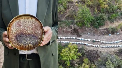 SASON BALI YARIŞMADA BİRİNCİ OLDU