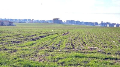 BEREKET, BOY ATTIRDI!