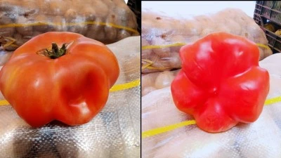 DOMATESİN ŞEKLİ ŞAŞIRTTI