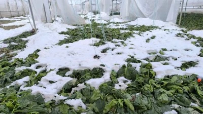 Y&Uuml;ZLERCE TON SEBZE TARLADA KALDI