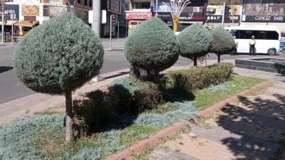 AĞAÇLARDA FORM BUDAMASI
