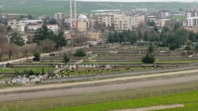 KOYUNLARIN ROTASI MEZARLIK OLDU