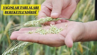 YAĞIŞLAR REKOLTEYİ ARTIRDI, &Ccedil;İFT&Ccedil;İ FİYAT BEKLİYOR