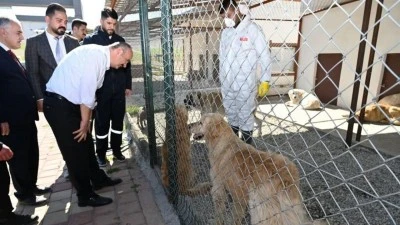 2 BİN 234 KÖPEK KISIRLAŞTIRILDI