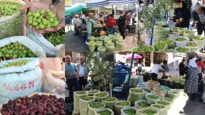 KIRMA YEŞİL ZEYTİNE TALEP ARTIYOR