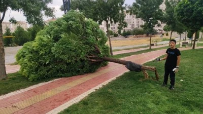 ŞİDDETLİ RÜZGAR AĞACI YERİNDEN SÖKTÜ