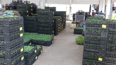 BAH&Ccedil;ELER ŞENLENİYOR, FİDE SEZONU A&Ccedil;ILDI