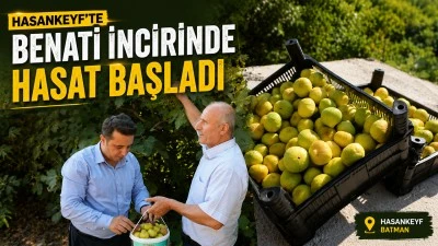 HASANKEYF&rsquo;TE BENATİ İNCİRİNDE HASAT BAŞLADI