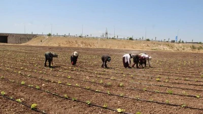 G&Uuml;NEŞİN ALTINDA EMEK, GE&Ccedil;İM DERDİYLE SINANIYOR