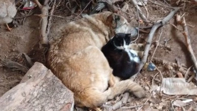 "KOYUN KOYUNA" SIRA DIŞI G&Ouml;R&Uuml;NT&Uuml;