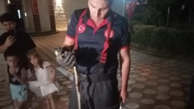 SİTEDE YILAN PANİĞİ