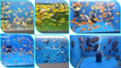 JAPON BALIĞI BATMANLILARIN GÖZDESİ OLDU