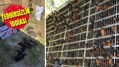 DAĞITILAN TAVUKLAR AYNI G&Uuml;N TELEF OLDU