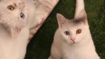 MERHAMETİ KAYBEDEN TOPLUM, İNSANLIĞINI DA KAYBEDER