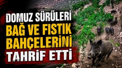 DOMUZ S&Uuml;R&Uuml;LERİ BAĞ VE FISTIK BAH&Ccedil;ELERİNİ TAHRİF ETTİ