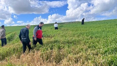 BUĞDAY &Uuml;RETİCİLERİNE &Ouml;NEMLİ UYARI