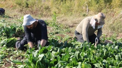 ISPANAK ÜRETİCİSİ: ÜRETİYORUZ AMA KAZANAMIYORUZ