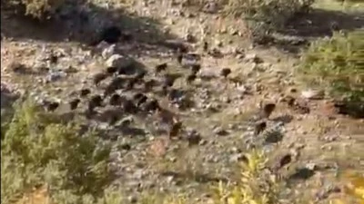 PALAMUT TOPLARKEN DOMUZ SÜRÜSÜNE RASTLADI