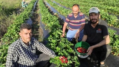 İLK ÜRÜNLER YOLA ÇIKTI