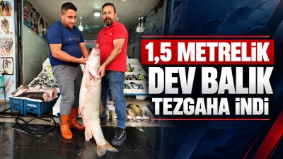 1,5 METRELİK DEV BALIK TEZGAHA İNDİ