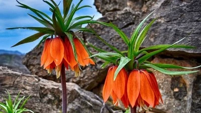 BU &Ccedil;İ&Ccedil;EĞİ KOPARMANIN CEZASI: 577 BİN TL!