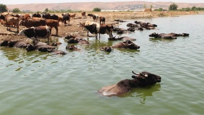 SICAKTAN BUNALAN MANDALAR &Ccedil;AYA KOŞTU 