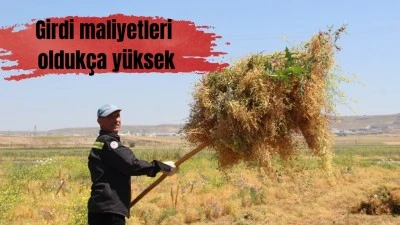 MERCİMEK TARLALARINDA HASAT MESAİSİ BAŞLADI