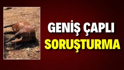 AT CİNAYETİNDE 3 ŞÜPHELİ SORGULANDI