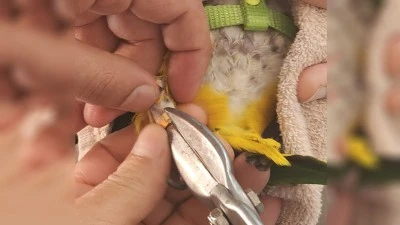 PAPAĞANIN AYAĞINDAKİ Y&Uuml;Z&Uuml;K EKİPLER TARAFINDAN &Ccedil;IKARILDI