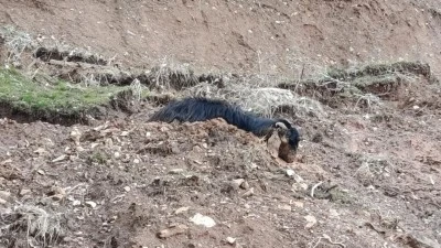 MAHSUR KE&Ccedil;İ ZAMANINDA KURTARILDI