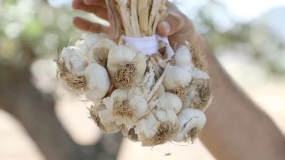 MEHİNA SARIMSAĞINDA HASAT ZAMANI