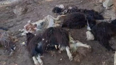 KURT AĞILA GİRDİ: 10 KEÇİ TELEF OLDU