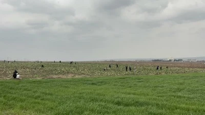 &Uuml;CRETSİZ LAHANA İ&Ccedil;İN TARLAYA AKIN