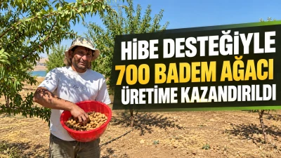 Hibe desteğiyle 700 badem ağacı &uuml;retime kazandırıldı