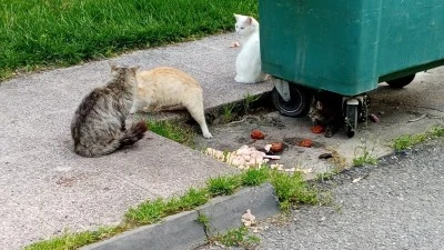 İLGİN&Ccedil; G&Ouml;R&Uuml;NT&Uuml;LER DİKKAT &Ccedil;EKTİ