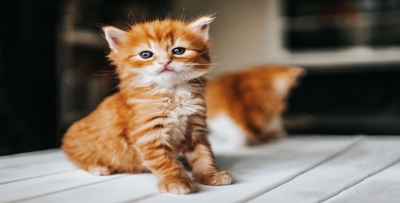 KEDİ KÖPEK BESLEYENLER DİKKAT!