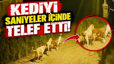 Kediyi saniyeler i&ccedil;inde telef etti