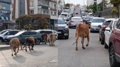 KENT MERKEZİNDE BEKLENMEDİK MİSAFİRLER