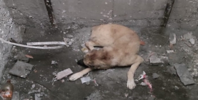 KÖPEK ASANSÖR BOŞLUĞUNA DÜŞTÜ