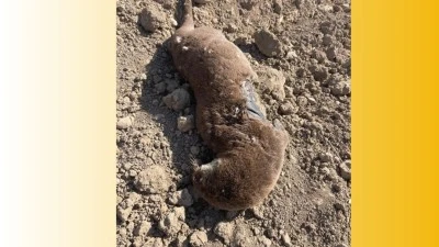 KORUNAN SU SAMURU TELEF OLDU