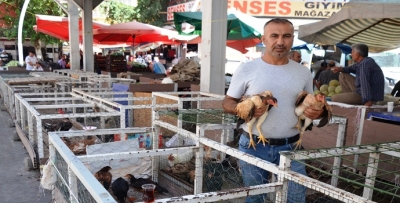 KÖY TAVUKLARI İLGİ ODAĞI