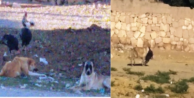 KÖYDE KÖPEK PANİĞİ
