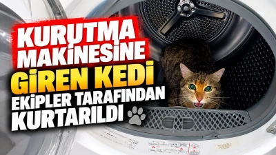 Kurutma makinesine giren kedi ekipler tarafından kurtarıldı