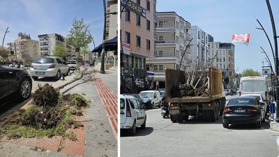 KURUYAN AĞA&Ccedil;LAR S&Ouml;K&Uuml;LD&Uuml;