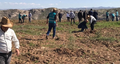Mahkumlar ağaç dikecek