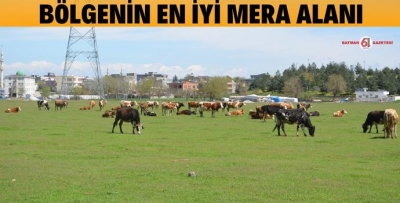 MERALAR YAĞIŞLARLA YEŞERDİ